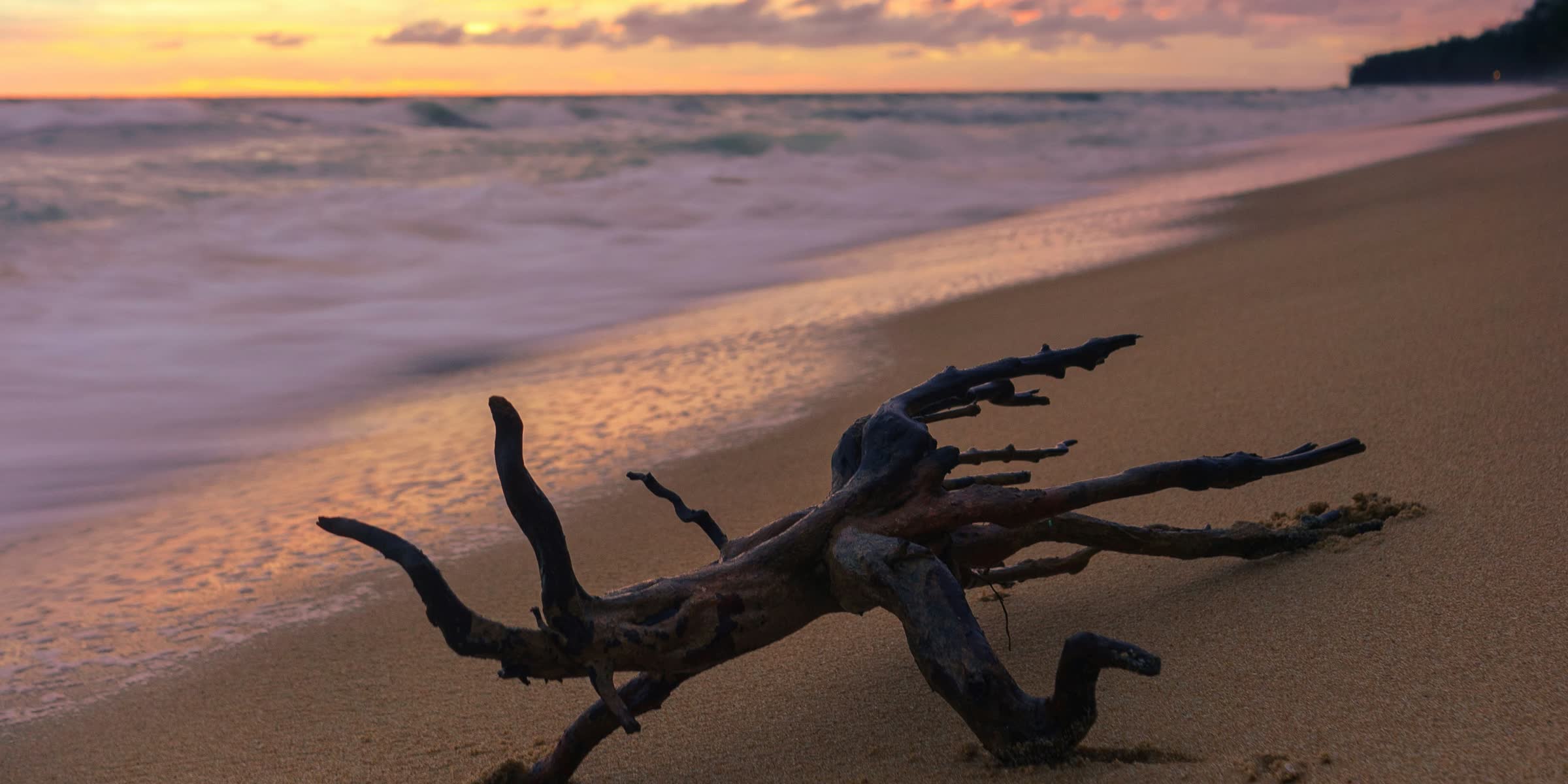 Driftwood on a beach at sunset
